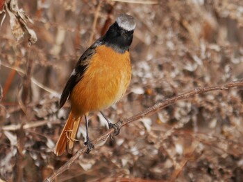 2022年1月15日(土) 恩田川(鶴見川合流点付近)の野鳥観察記録