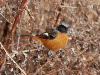 Daurian Redstart 恩田川(鶴見川合流点付近) Sat, 1/15/2022