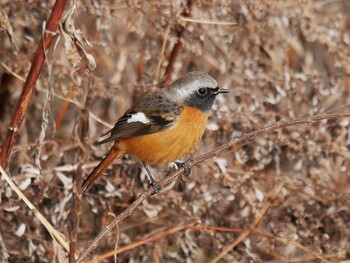 Daurian Redstart 恩田川(鶴見川合流点付近) Sat, 1/15/2022