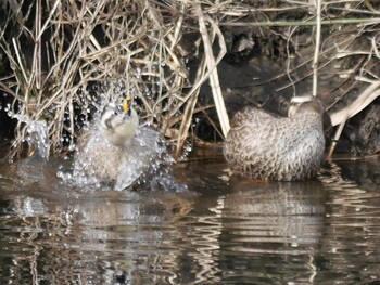 Eastern Spot-billed Duck 恩田川(鶴見川合流点付近) Sat, 1/15/2022