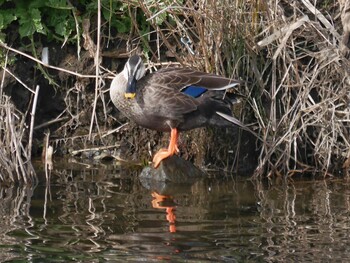 Eastern Spot-billed Duck 恩田川(鶴見川合流点付近) Sat, 1/15/2022