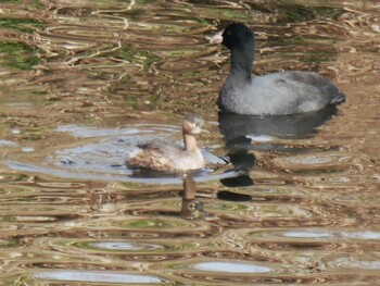 Eurasian Teal 恩田川(鶴見川合流点付近) Sat, 1/15/2022