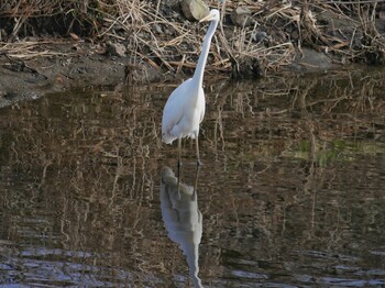 Great Egret 恩田川(鶴見川合流点付近) Sat, 1/15/2022