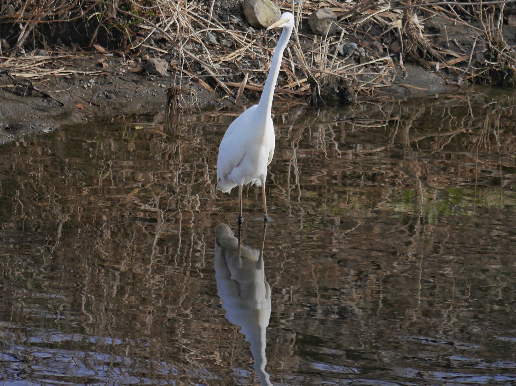 Photo of Great Egret at 恩田川(鶴見川合流点付近) by アポちん
