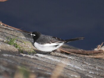 Japanese Wagtail 恩田川(鶴見川合流点付近) Sat, 1/15/2022