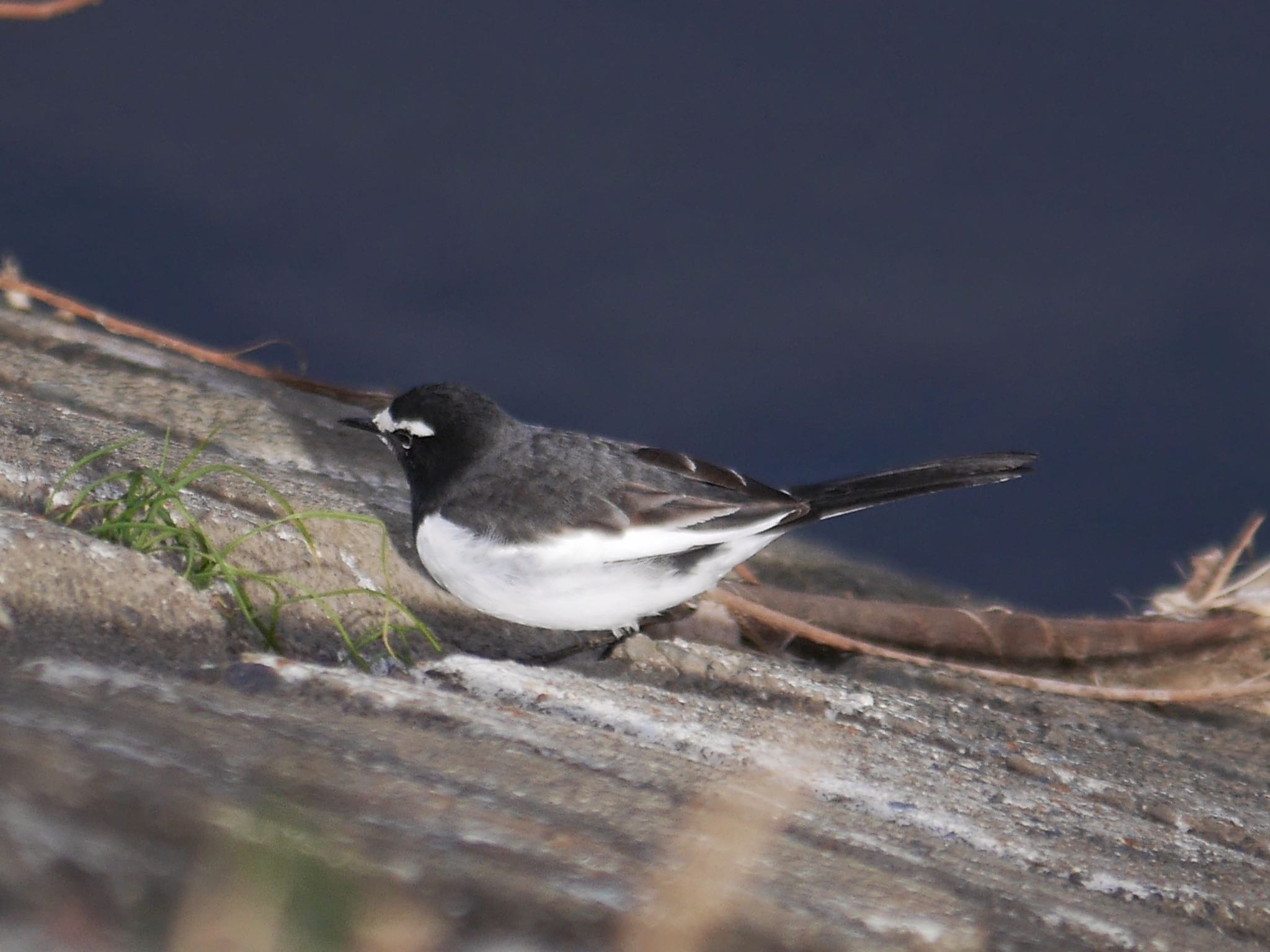 Photo of Japanese Wagtail at 恩田川(鶴見川合流点付近) by アポちん
