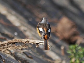 Daurian Redstart 恩田川(鶴見川合流点付近) Sat, 1/15/2022