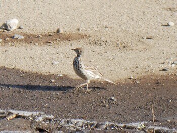 Water Pipit 恩田川(鶴見川合流点付近) Sat, 1/15/2022