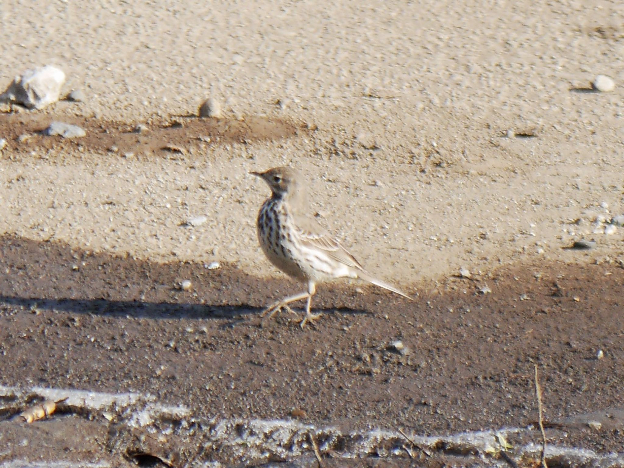 Photo of Water Pipit at 恩田川(鶴見川合流点付近) by アポちん