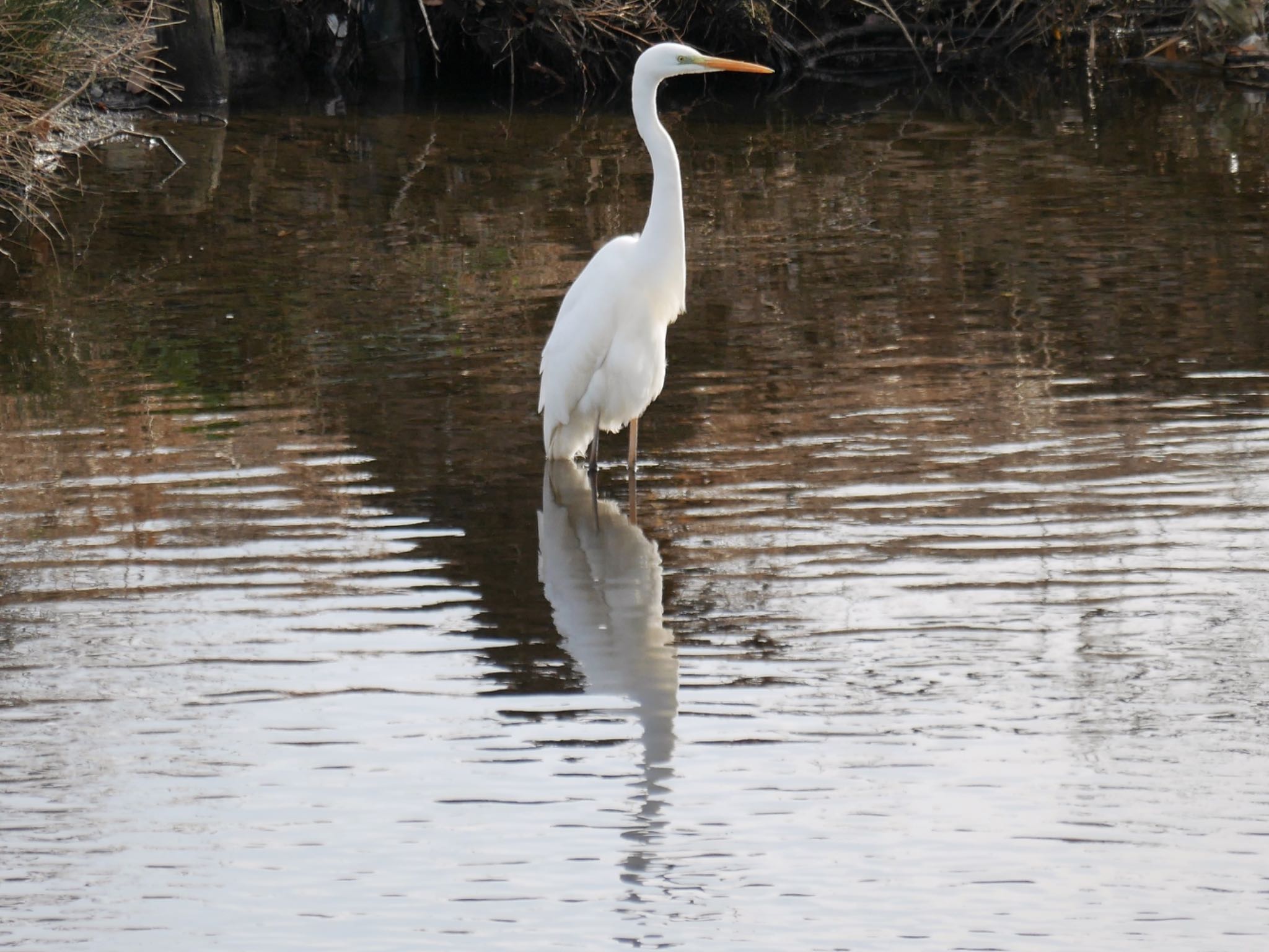 Photo of Great Egret at 恩田川(鶴見川合流点付近) by アポちん