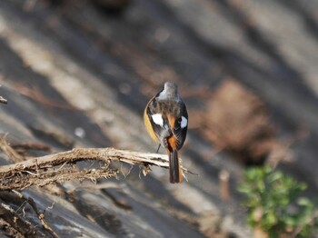 Daurian Redstart 恩田川(鶴見川合流点付近) Sat, 1/15/2022