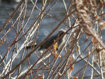 Brown-eared Bulbul 恩田川(鶴見川合流点付近) Sat, 1/15/2022