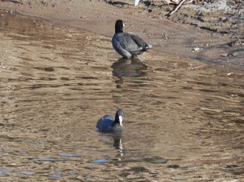 Eurasian Coot 恩田川(鶴見川合流点付近) Sat, 1/15/2022