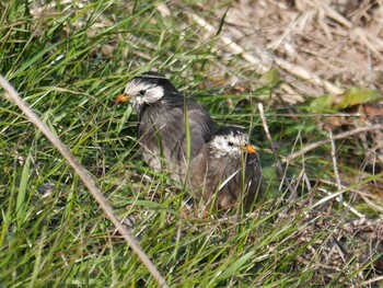 White-cheeked Starling 恩田川(鶴見川合流点付近) Sat, 1/15/2022