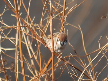 Eurasian Tree Sparrow 恩田川(鶴見川合流点付近) Sat, 1/15/2022