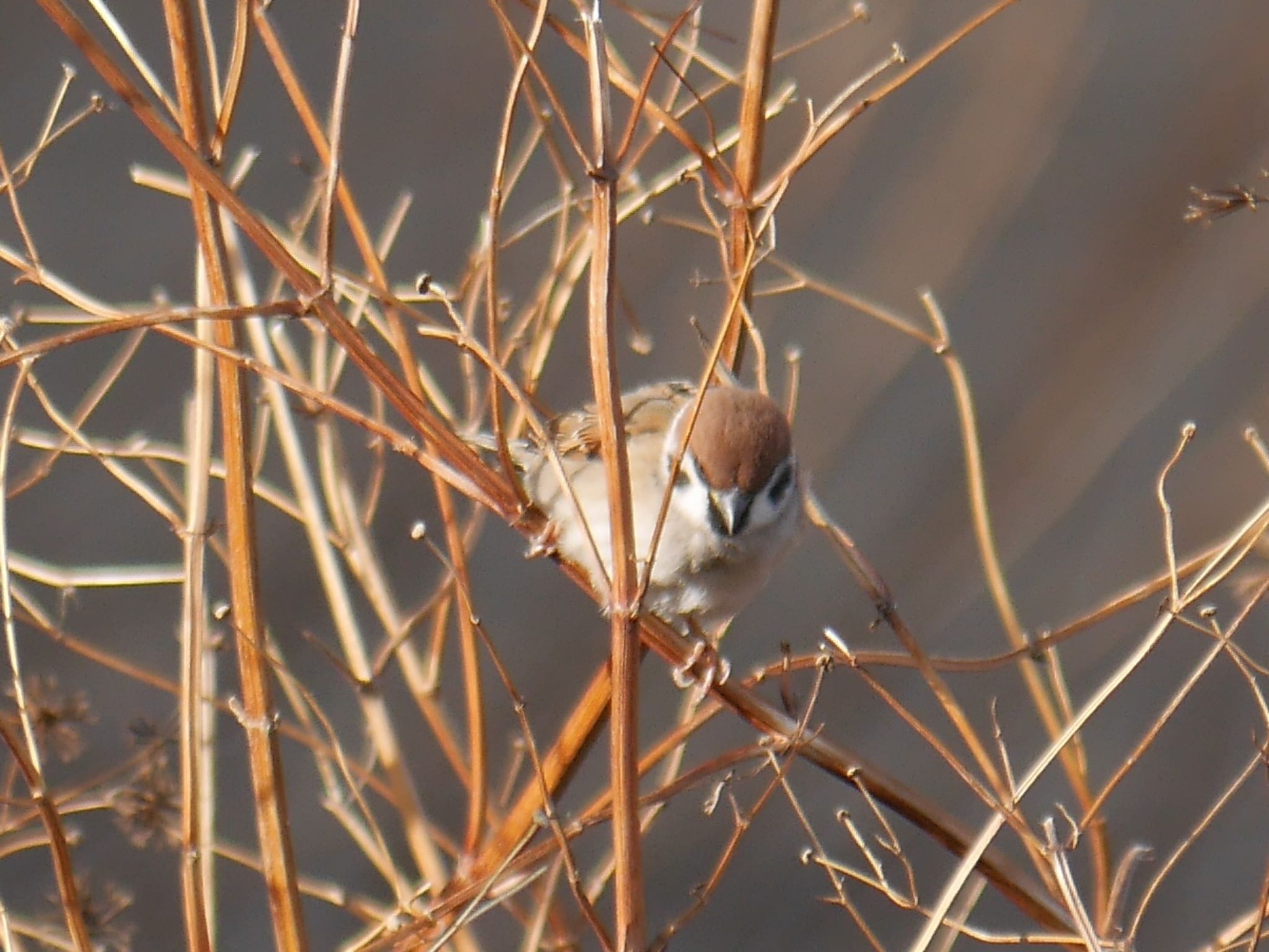 Photo of Eurasian Tree Sparrow at 恩田川(鶴見川合流点付近) by アポちん