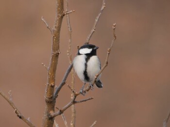 Japanese Tit 恩田川(鶴見川合流点付近) Sat, 1/15/2022