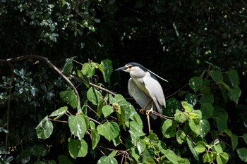 Black-crowned Night Heron 橿原神宮深田池 Sat, 7/22/2017