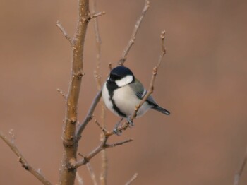 Japanese Tit 恩田川(鶴見川合流点付近) Sat, 1/15/2022