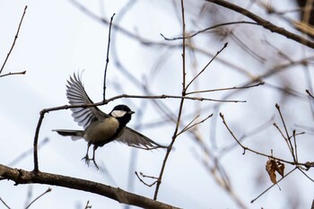 Sat, 1/15/2022 Birding report at 東京都立桜ヶ丘公園(聖蹟桜ヶ丘)