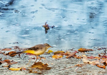 2021年11月24日(水) 新宿御苑の野鳥観察記録