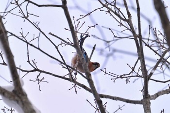 Eurasian Jay(brandtii) Nishioka Park Sat, 1/15/2022