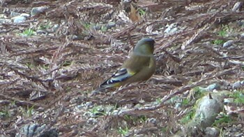 2022年1月15日(土) 春日大社の野鳥観察記録