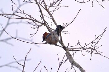 Eurasian Jay(brandtii) Nishioka Park Sat, 1/15/2022