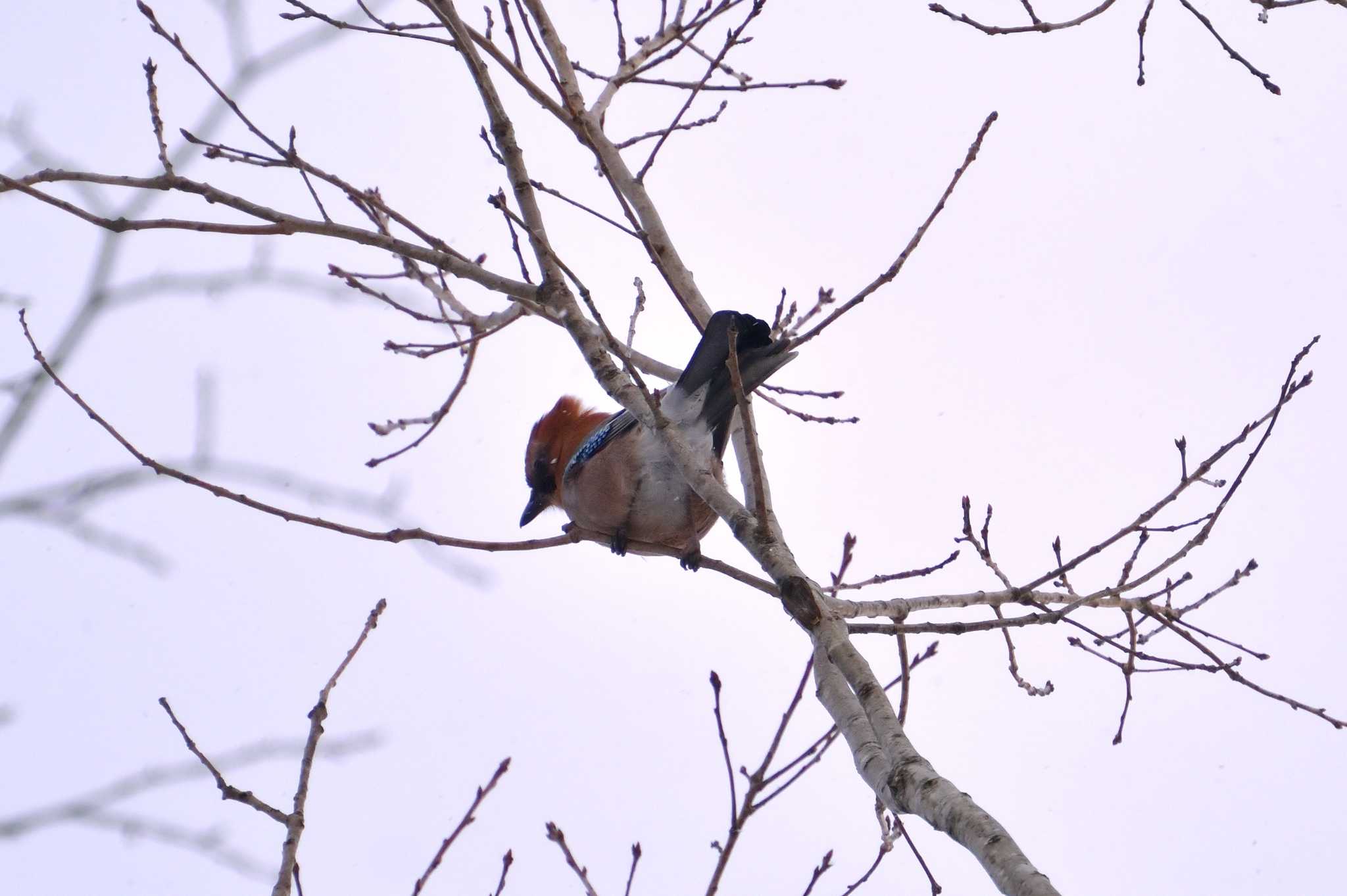 Photo of Eurasian Jay(brandtii) at Nishioka Park by North* Star*