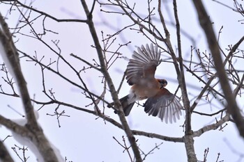 Eurasian Jay(brandtii) Nishioka Park Sat, 1/15/2022