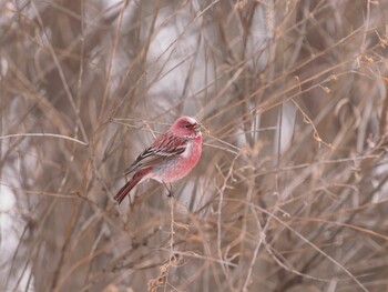 2022年1月15日(土) 岡谷林道の野鳥観察記録