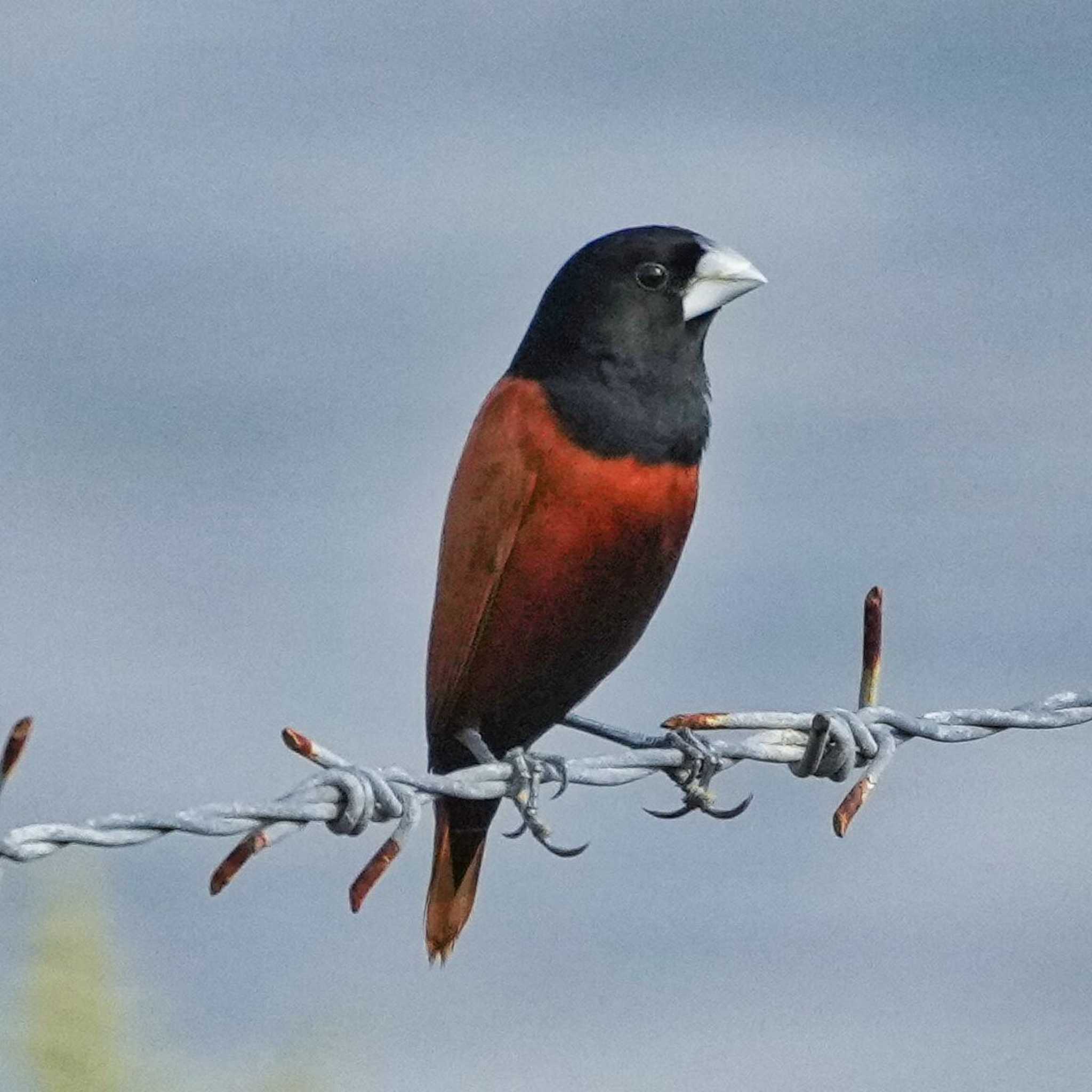 Chestnut Munia