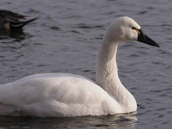 Tundra Swan(columbianus) Suwako Lake Sat, 1/15/2022