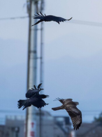 Eastern Buzzard 芝川第一調節池(芝川貯水池) Fri, 12/31/2021