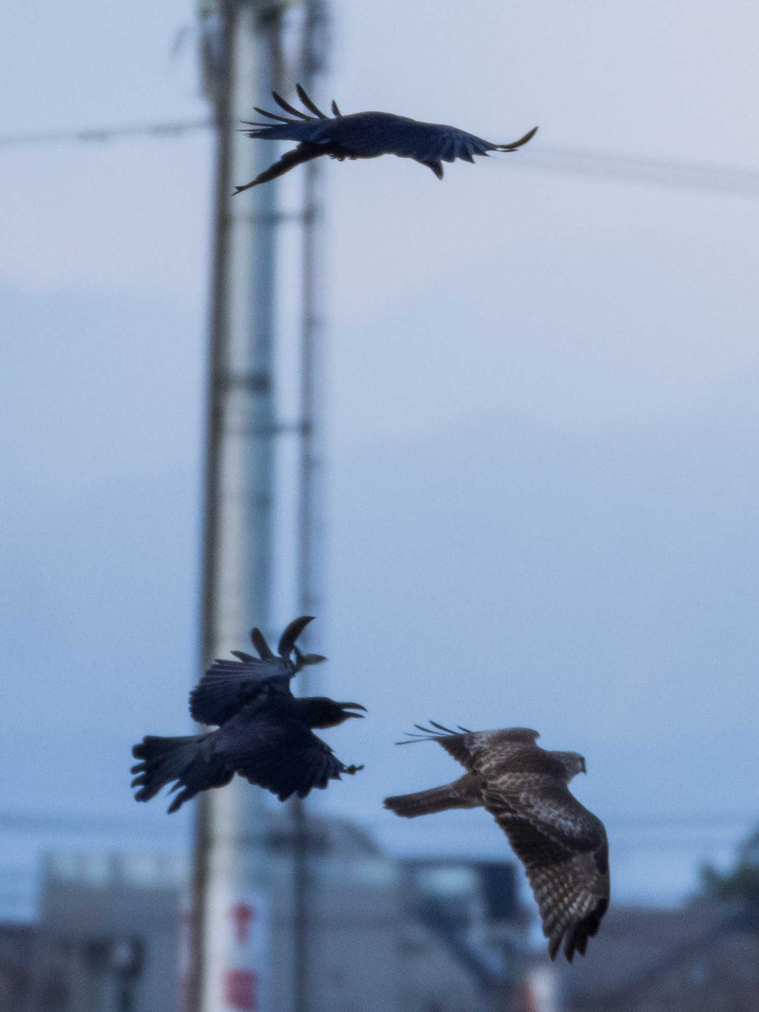 Photo of Eastern Buzzard at 芝川第一調節池(芝川貯水池) by ryokawameister