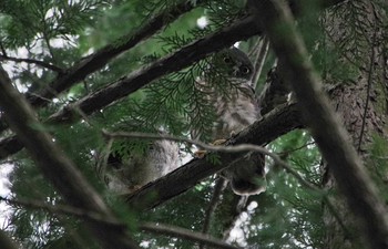 アオバズク 場所が不明 2017年7月23日(日)