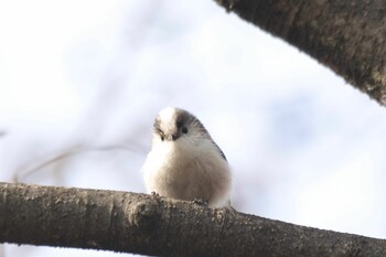 Long-tailed Tit Shakujii Park Sat, 1/15/2022