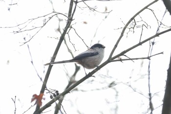 エナガ 石神井公園 2022年1月15日(土)