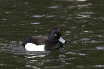 Tufted Duck Shakujii Park Sat, 1/15/2022