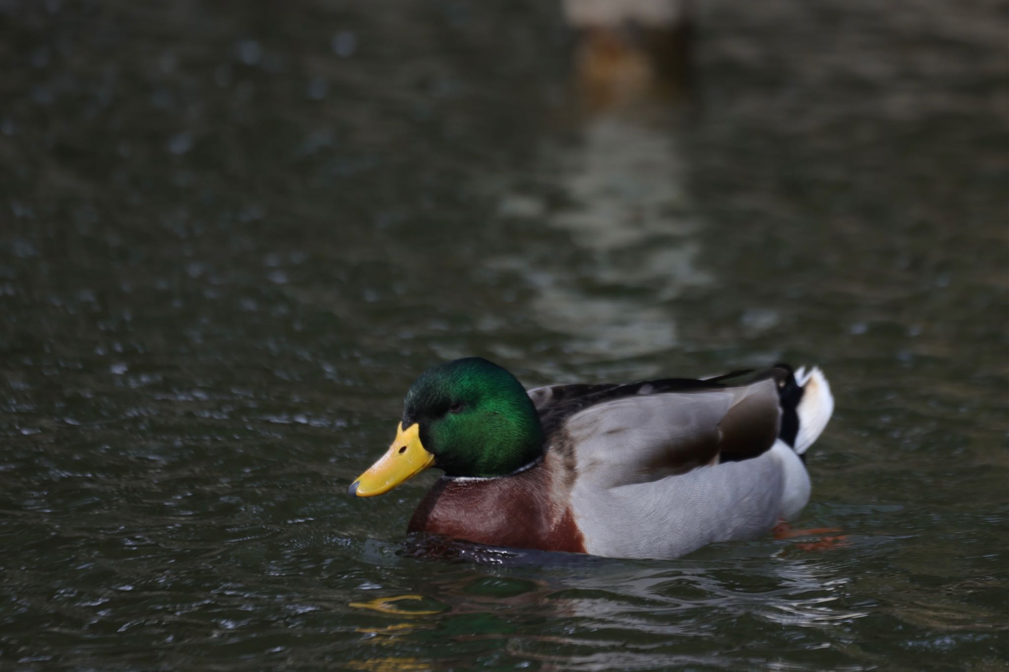 Photo of Mallard at Shakujii Park by まこぴー