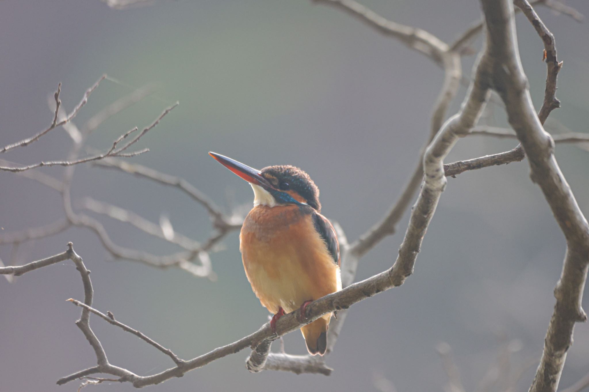 Photo of Common Kingfisher at Shakujii Park by まこぴー