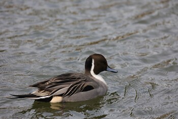 Northern Pintail Shakujii Park Sat, 1/15/2022