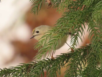 2022年1月15日(土) 宮城県民の森の野鳥観察記録