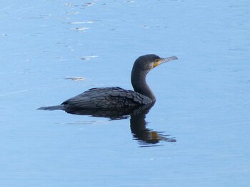 カワウ 新横浜公園 2022年1月16日(日)