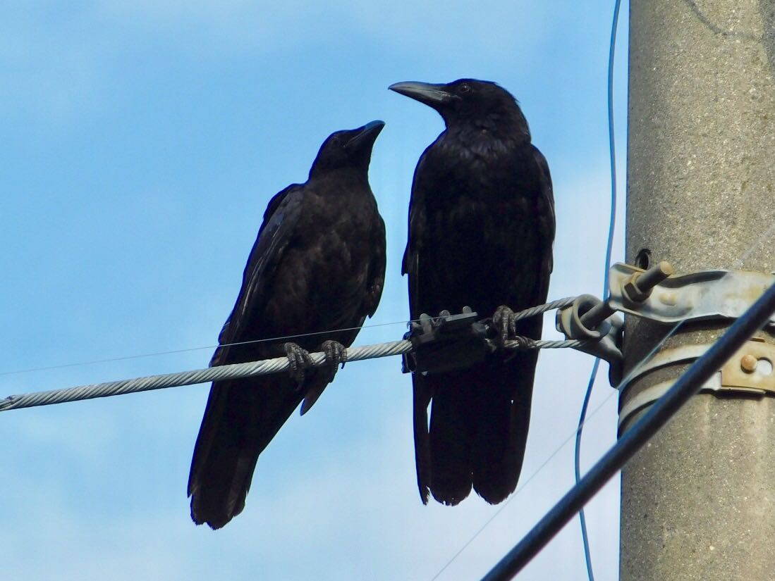 カラスの親子でしょうか？ by ヨウコ