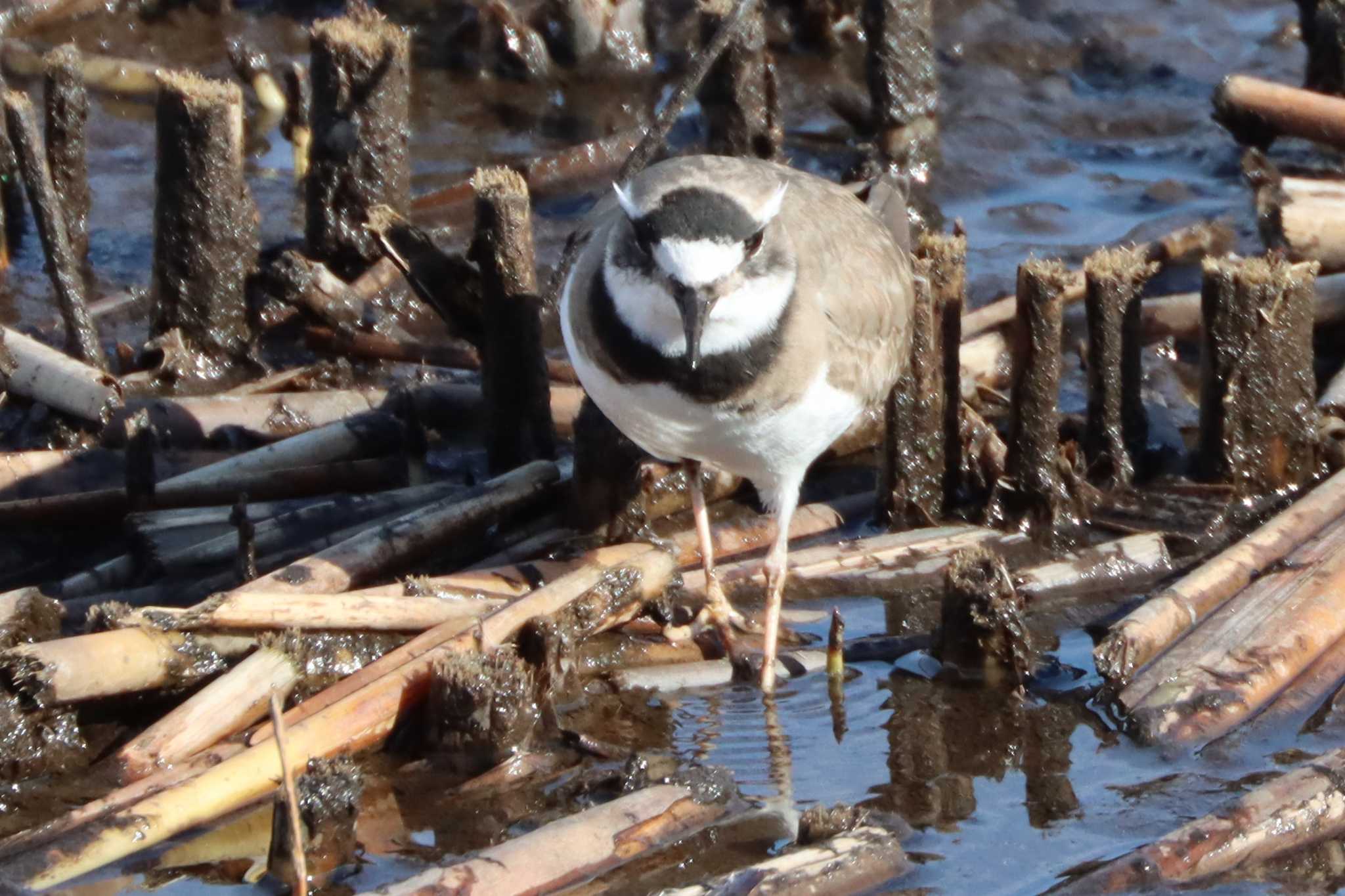 Photo of Little Ringed Plover at 金井遊水地(金井遊水池) by ぼぼぼ