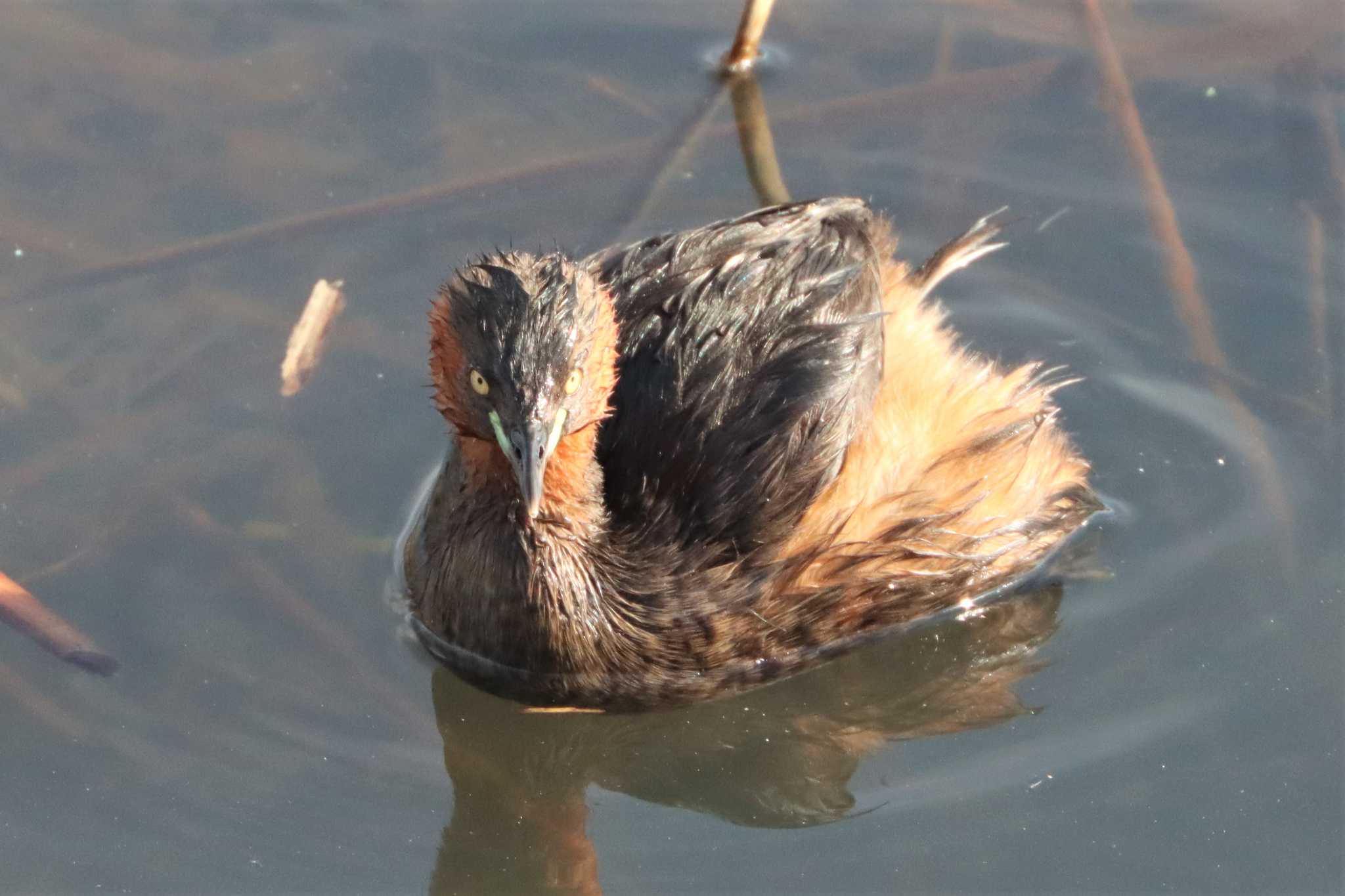 カイツブリ