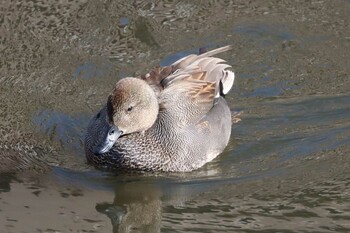 オカヨシガモ 金井遊水地(金井遊水池) 2022年1月15日(土)