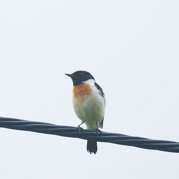 Amur Stonechat 北海道 Sun, 7/23/2017