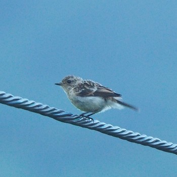 Amur Stonechat 北海道 Sun, 7/23/2017